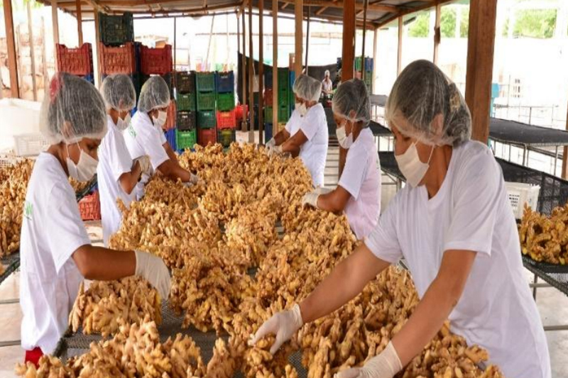 EL JENGIBRE O KION PERUANO, UNA ESTRELLA PARA EL MUNDO